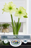 Bulbs (Indoor) - Amaryllis 'Fantasy' - PRE-ORDER FOR FALL 2025