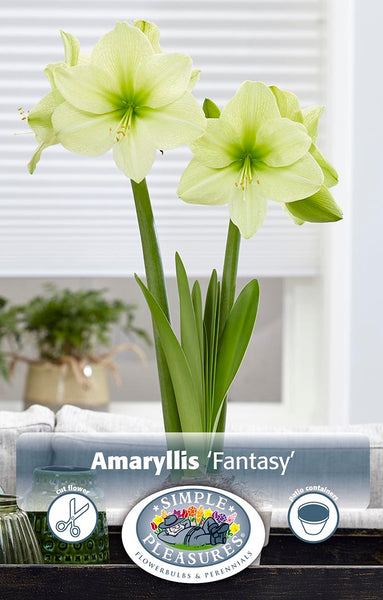 Bulbs (Indoor) - Amaryllis 'Fantasy' - PRE-ORDER FOR FALL 2025