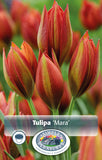 Bulbs - Tulip 'Mara' - PRE-ORDER FOR FALL 2025