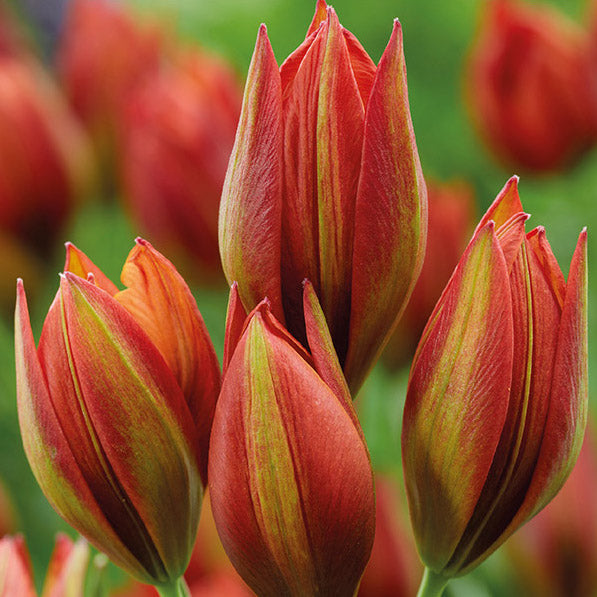 Bulbs - Tulip 'Mara' - PRE-ORDER FOR FALL 2025