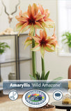 Bulbs (Indoor) - Amaryllis 'Wild Amazone' - PRE-ORDER FOR FALL 2025