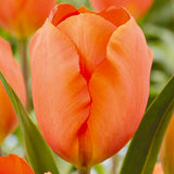 Bulbs - Tulip 'Lighting Sun' - PRE-ORDER FOR FALL 2025