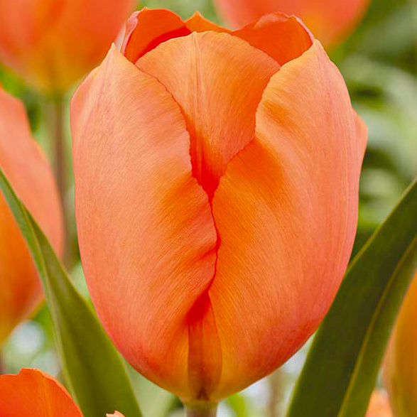 Bulbs - Tulip 'Lighting Sun' - PRE-ORDER FOR FALL 2025