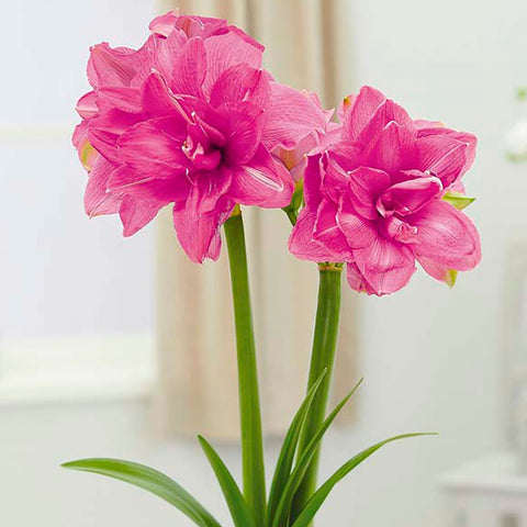 Bulbs (Indoor) - Amaryllis 'Candy Nymph' (Double) - PRE-ORDER FOR FALL 2025