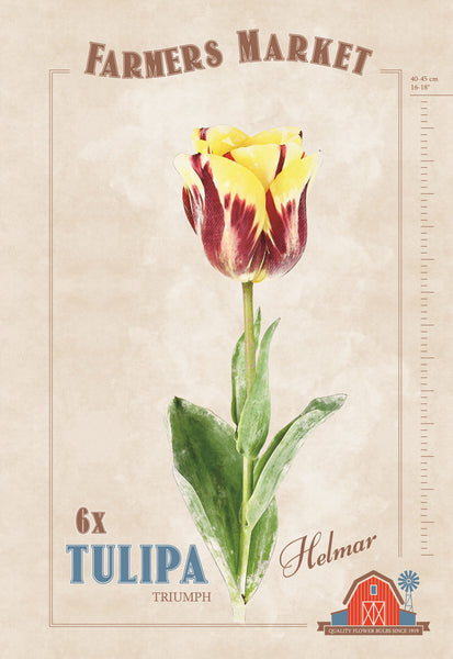 Bulbs - Tulip 'Helmar' - PRE-ORDER FOR FALL 2025