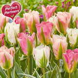 Bulbs - Tulip 'Sweet Hues' - PRE-ORDER FOR FALL 2025