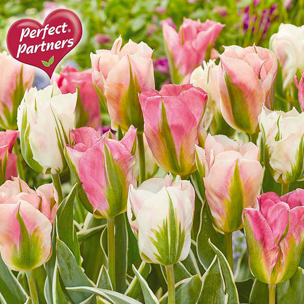 Bulbs - Tulip 'Sweet Hues' - PRE-ORDER FOR FALL 2025