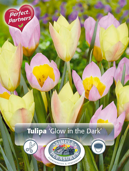 Bulbs - Tulip 'Glow in the Dark' - PRE-ORDER FOR FALL 2025