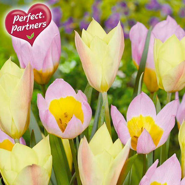 Bulbs - Tulip 'Glow in the Dark' - PRE-ORDER FOR FALL 2025