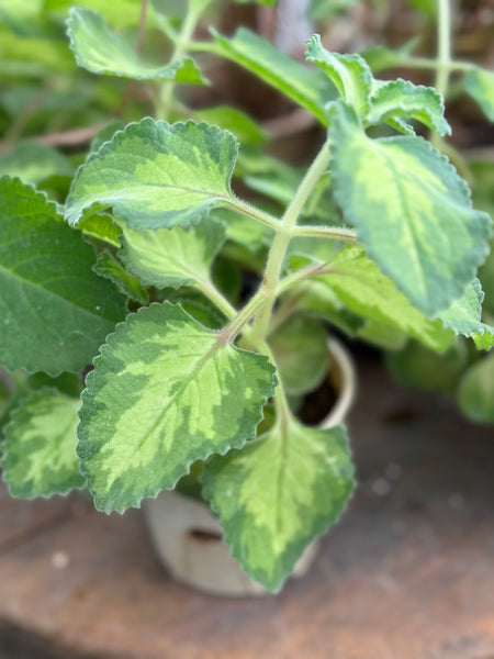 Live Plant - Variegated Broadleaf Thyme (Plectranthus amboinicus Variegata)