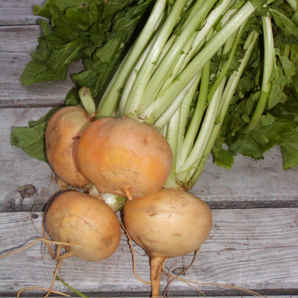 Turnip, Petrowski (Organically Grown Seeds)