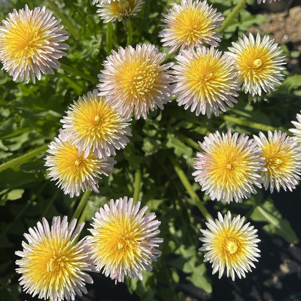 Pink Dandelion (Pissenlit) (Organically Grown Seeds)
