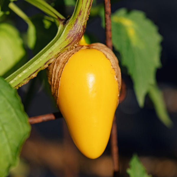 Tomatillo, Queen of Malinalco (Certified Organic Seeds)