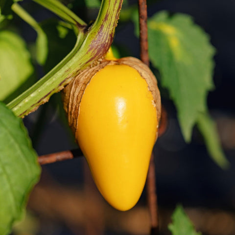 Tomatillo, Queen of Malinalco (Certified Organic Seeds)