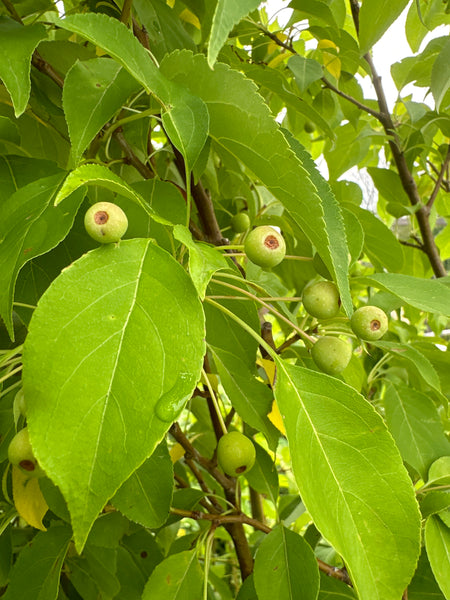 (orchard) Apple, Starlite Crab (Edible) - Mid-Summer SALE