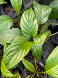 Live Plant - Bat Plant, White (Tacca intergifolia)