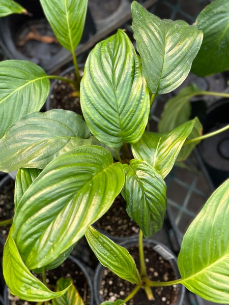 Live Plant - Bat Plant, White (Tacca intergifolia)