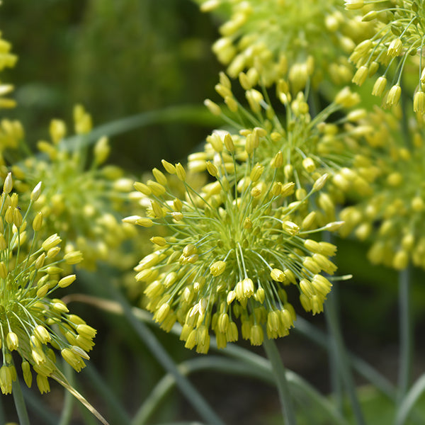 Bulbs - Allium 'Yellow Fantasy'