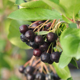 Chokeberry, Viking (2-gallon)