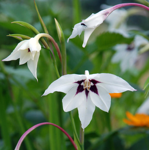 Bulbs (Spring) - Acidanthera (Gladiolus callianthus)