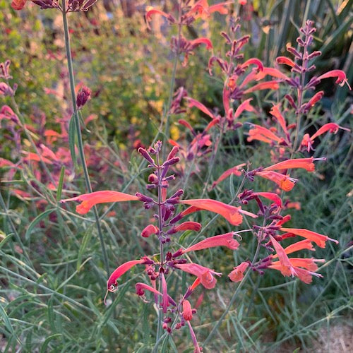 Agastache Collection - Set of 5 in root developer pots