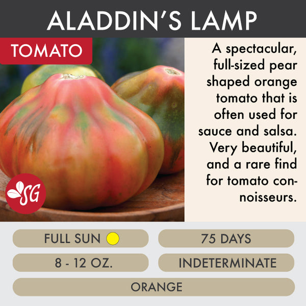 Aladdin's Lamp - Tomato Plant Pre-Order 2026