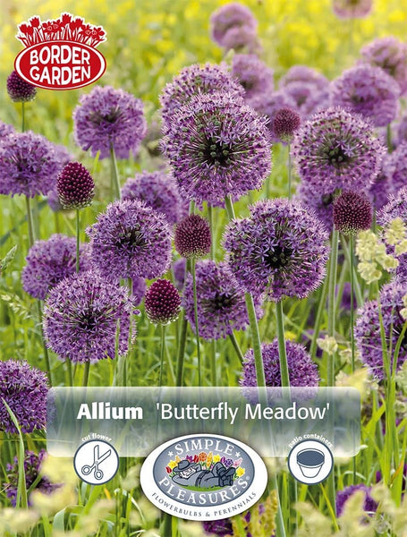 Bulbs - Allium 'Butterfly Meadow Blend' - PRE-ORDER FOR FALL 2025