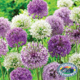 Bulbs - Allium 'Bubble Blend' - PREORDER FOR FALL 2024