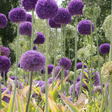 Bulbs - Allium 'Bubble Blend' - PREORDER FOR FALL 2024