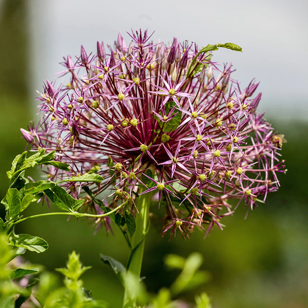 Bulbs - Allium 'Christophii'