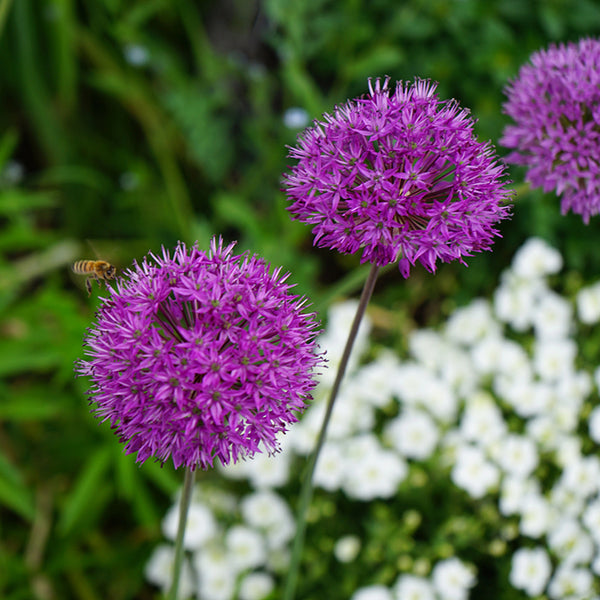 Fall Flower Bulbs 2026 - Allium 'Purple Sensation'