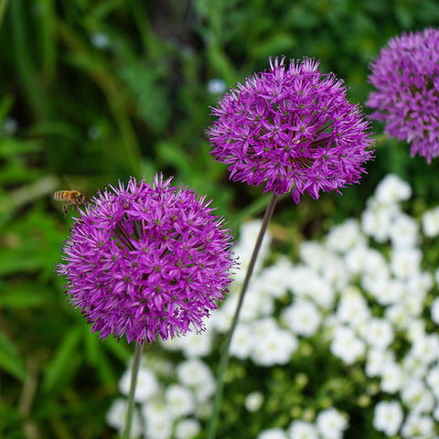 Fall Flower Bulbs 2026 - Allium 'Purple Sensation'