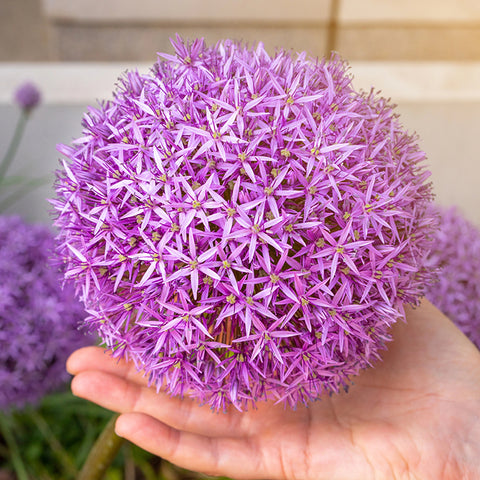Fall Flower Bulbs 2026 - Allium 'Giganteum'