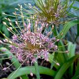 Fall Flower Bulbs 2026 - Allium 'Schubertii'