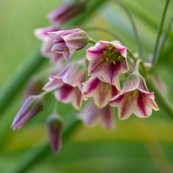 Fall Flower Bulbs 2026 - Allum 'Sicilian Honey Lily'