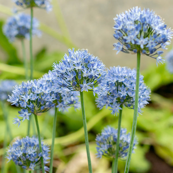 Fall Flower Bulbs 2026 - Allium 'caeruleum'(azureum)