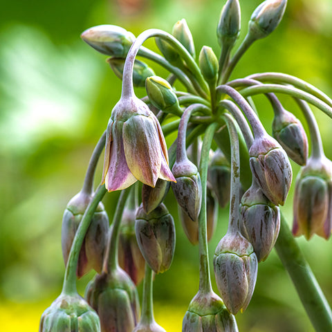 Fall Flower Bulbs 2026 - Allum 'Sicilian Honey Lily'