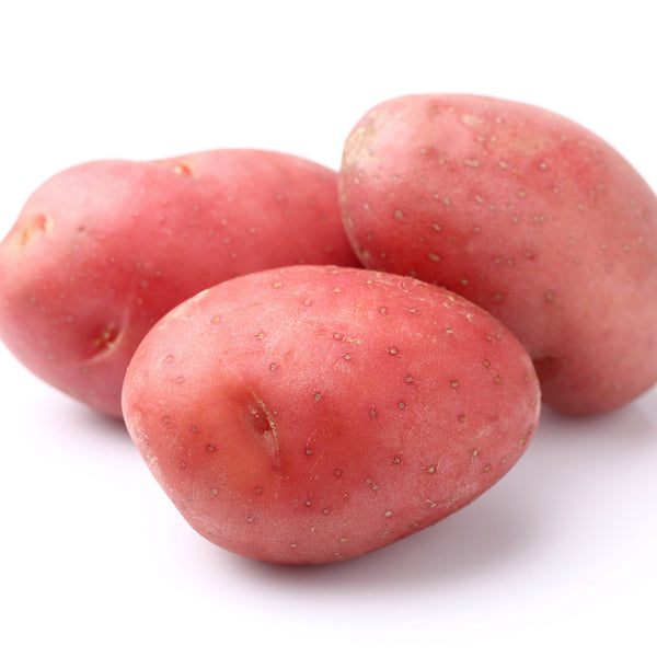 Seed Potato - Alta Rose (Certified Organic)