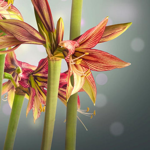 Bulbs - Amaryllis 'Mystica' - PREORDER FOR OCTOBER 2024