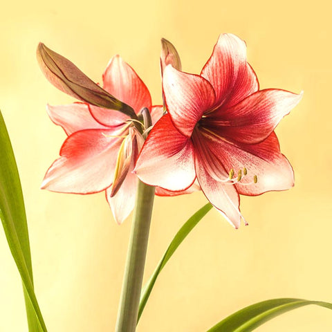 Bulbs - Amaryllis 'Charisma' - PREORDER FOR OCTOBER 2024