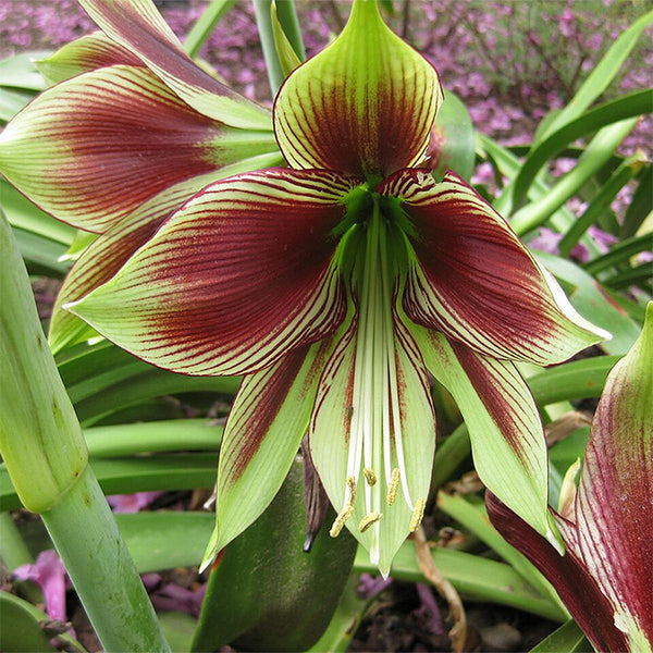 Bulbs (Indoor) - Amaryllis 'Papilio' - PRE-ORDER FOR LATE OCTOBER 2026