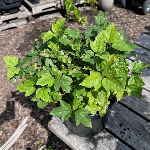 (ornamental) Dwarf European Cranberry - Mid-Summer SALE