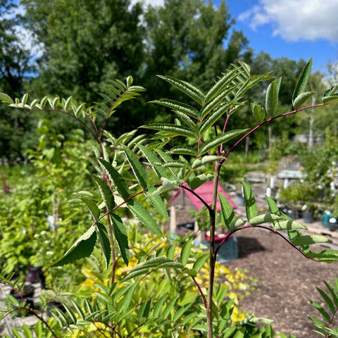 (ornamental) American Mountain Ash - Mid-Summer SALE