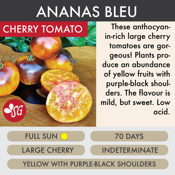 Ananas Blue - Tomato Plant Pre-Order 2026
