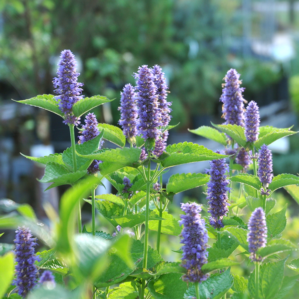 Live Plant - Anise Hyssop (Agastache foeniculum)