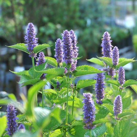 Live Plant - Anise Hyssop (Agastache foeniculum)