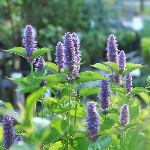 Anise Hyssop (Organically Grown Seeds)