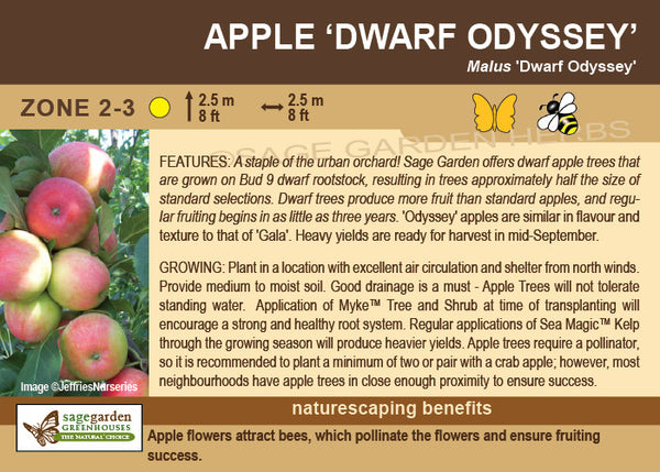 Apple, Dwarf 'Odyssey' - 5-6 ft. ORCHARD PREORDER FOR LATE MAY 2024