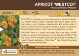 Apricot, 'Westcot' - 5-6 ft. ORCHARD PREORDER FOR LATE MAY 2024