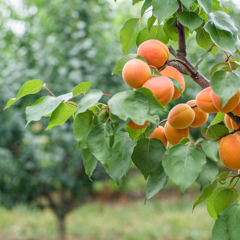 Apricot, Casino (7-gallon)